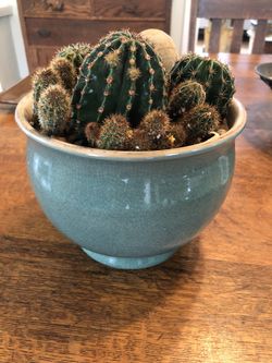 Mini Desert Cactus Garden in Ceramic Pot – Easy Care 