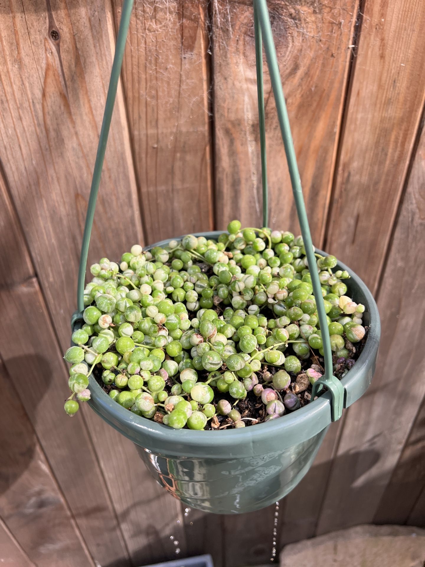 String Of Pearls Variegated