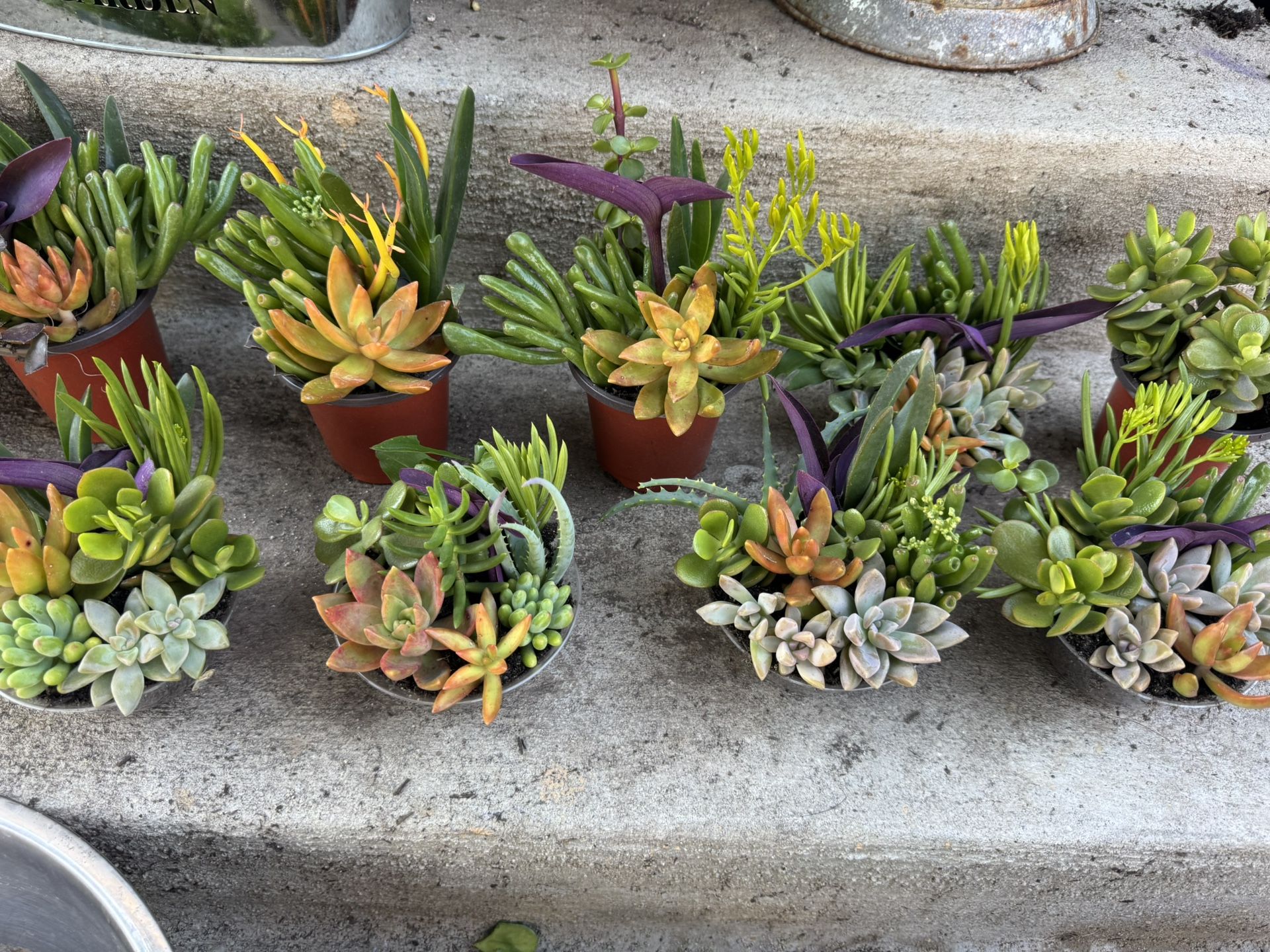Pretty Succulent Pots