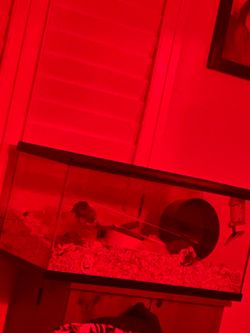 Hamster enclosure can be used for other small animals or reptiles or fish