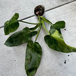 Philodendron Jose Buono 3” Live Plant Variegated