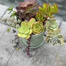 Full Variety Succulent Arrangements $30 Each