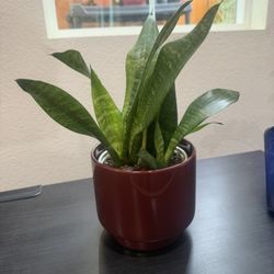 Snake Plant 
