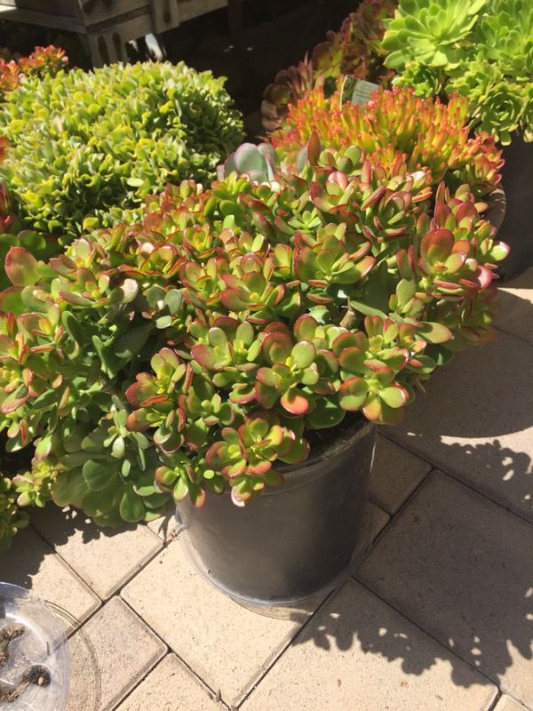 5 Gallon Multiple Jade plants $22 reduced now $16