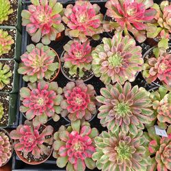 Rare Aeonium Plants in 4"inch Pot 