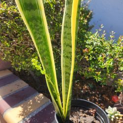 Beautiful Yellow Snakeplant Lucky Tree Blooming Beautiful Flowers Now