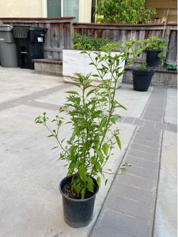 CHILTEPIN MEXICAN PEPPERS BIG PLANTS