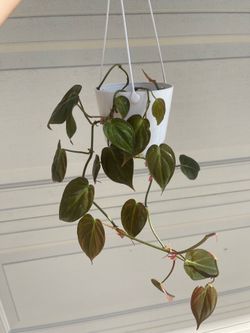 Philodendron Micans plant