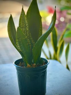 Sansevieria Snake Plant silver edge