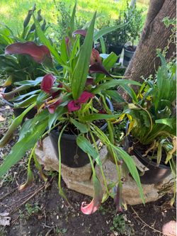 Plants