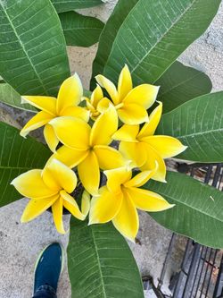 Plumeria- Lemon Drop 4ft