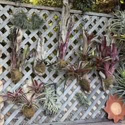 Mounted Bromeliads : Multiple Types All Mounted Of Driftwood 
