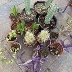Cactus, Succulents, Plants