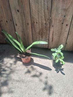 Gasteria bicolor Crassula ovata jade plant succulent indoor/outdoor