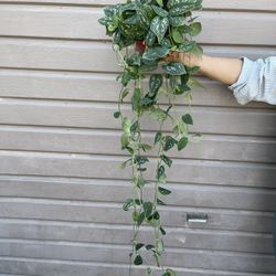8” scindapsus silver satin 5ft long