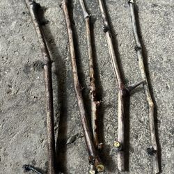 Lady Finger Grape Vines 