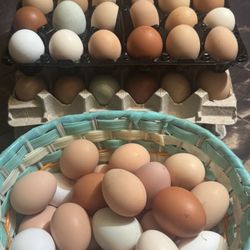 Fresh Eggs