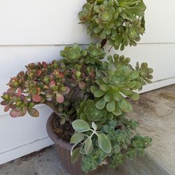 Beautiful Succulent In A 8inch Pot