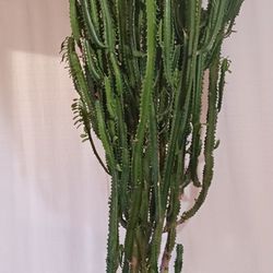 5 FT TALL "CATHEDRAL CACTUS" 