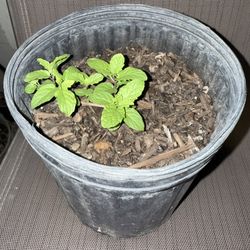 Peppermints plant