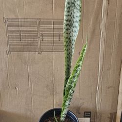 Snake Plant 