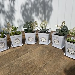 MOtHERS DAY  mini succulents