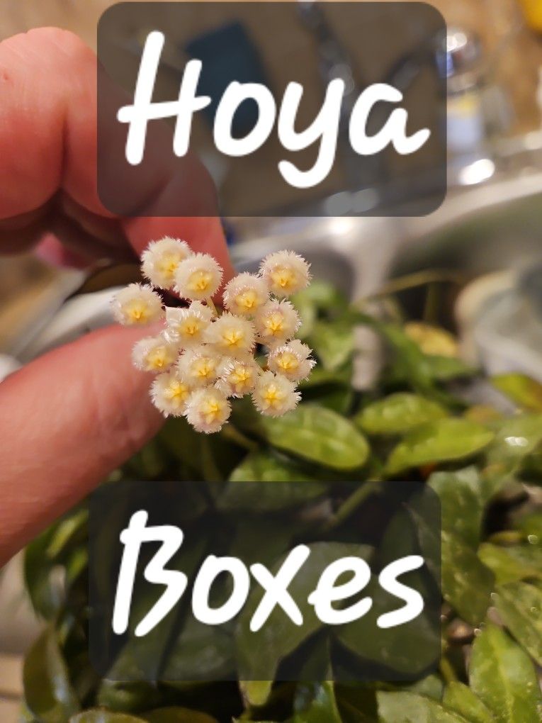 Hoya Mix