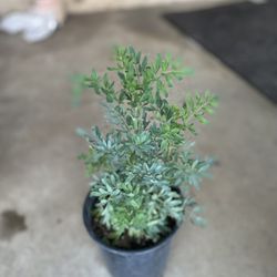Rue Plant, In 1 Gallon Pot Pick Up Only