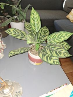 Fake Plant