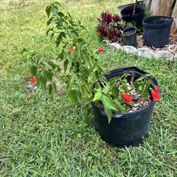 Red Sleeping Hibiscus Plant