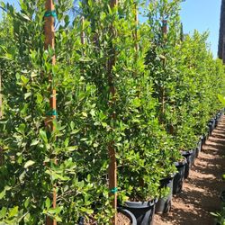 Ficus Nitida 15gl 6-7ft