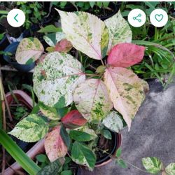 Acalpha Wilksiana Landscape Plant. 