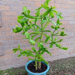 Planta De Nopal Pequeno 