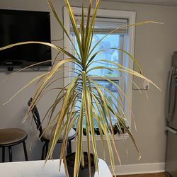 Indoor House Plant Thumbnail