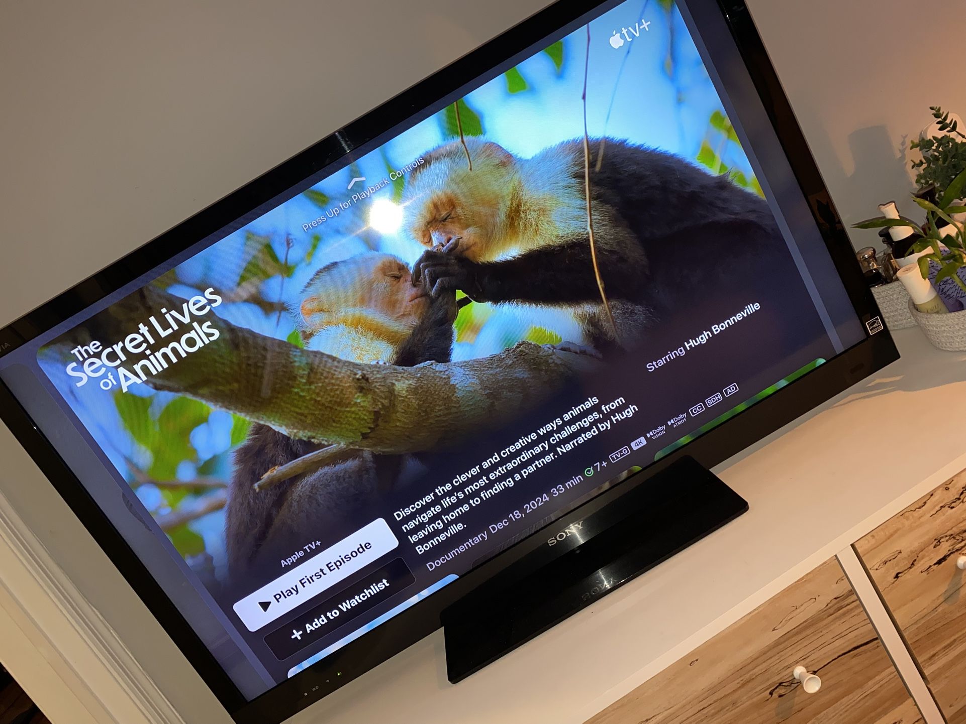 39” Screen SONY Bravia LCD TV
