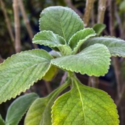 Boldo Seedlings for Sale – Nature’s Little Healers! 🌿