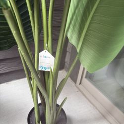 Plant. Birds Of Paradise 