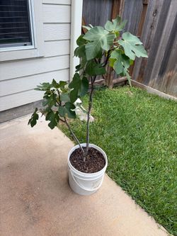 Fig Tree