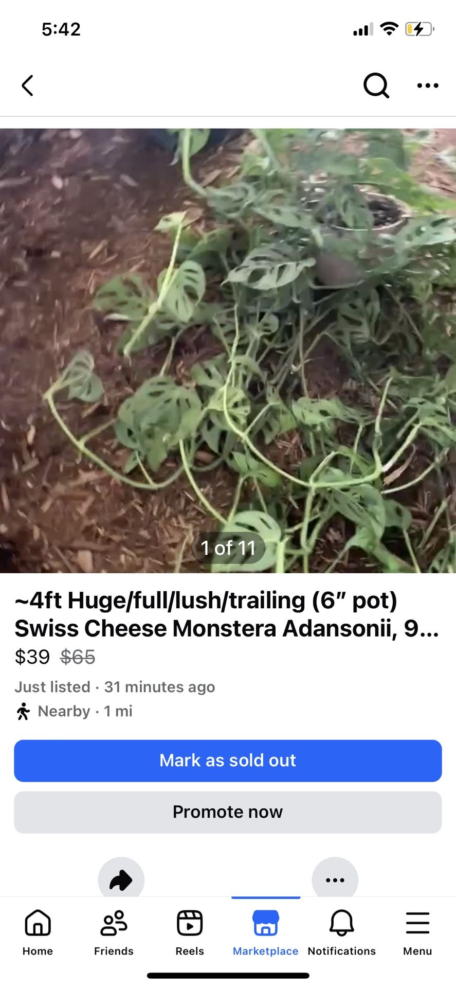 4ft Swiss Cheese Monstera, 95820