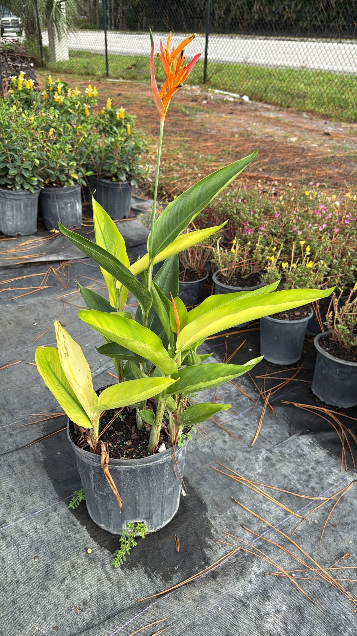 Heliconia - 3gl