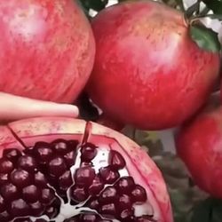 Pomegranate Fully Rooted Plant 3 Gallon