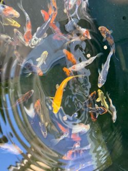 Koi Decor