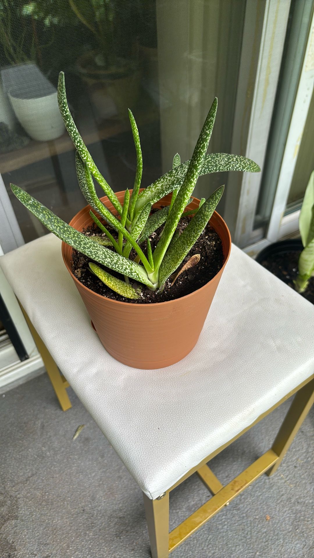 Indoor Plant 