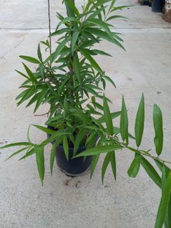 NECTARINE fruit tree 20.00 dlls