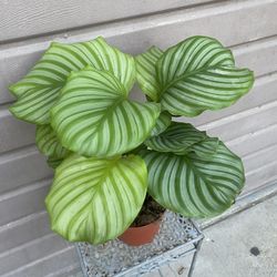 6” Calathea Orbifolia Big Leafs