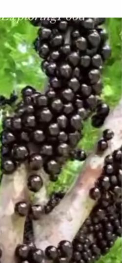 Jabuticaba fruits tree with blooming
