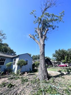 🌿🌿Tre3🌿Pruni🌿Cutt🌿Remov🌿Trimm🌿🌿