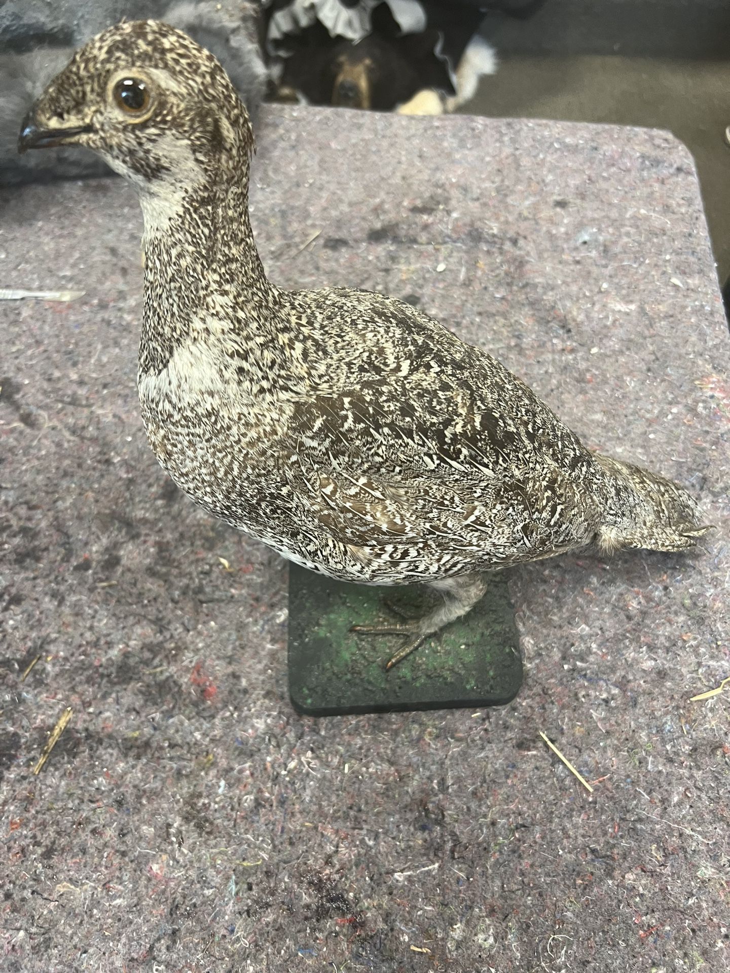 Taxidermy pair Birds
