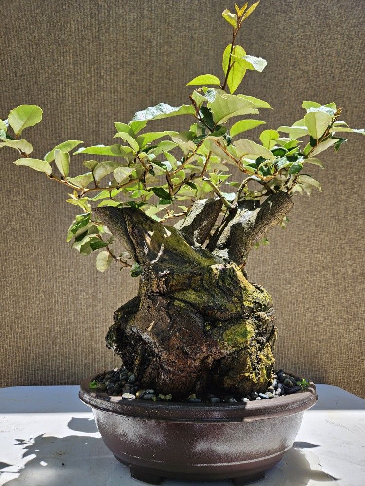 Old Japanese Silverberry Bonsai Tree for Sale in Midway City, CA