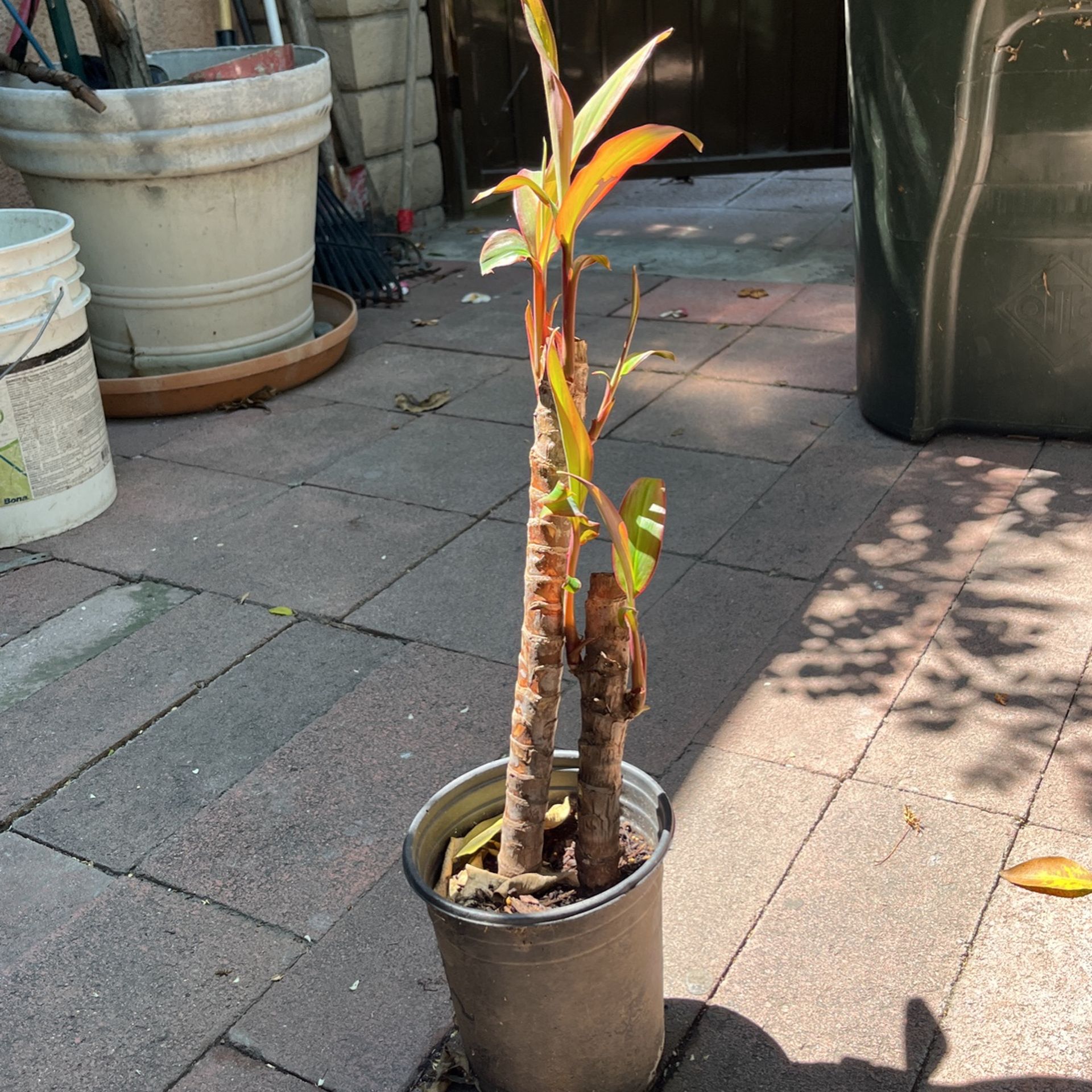 Hawaii T Planta